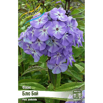 Флокс Блю Бой I 2 шт