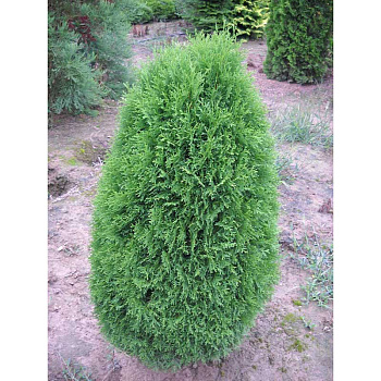 Туя Западная Грин Эгг P9 15-20