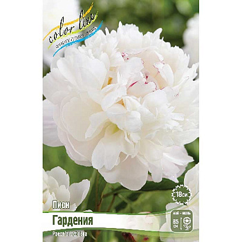 Пион Гардения 2/3 n 1 шт 