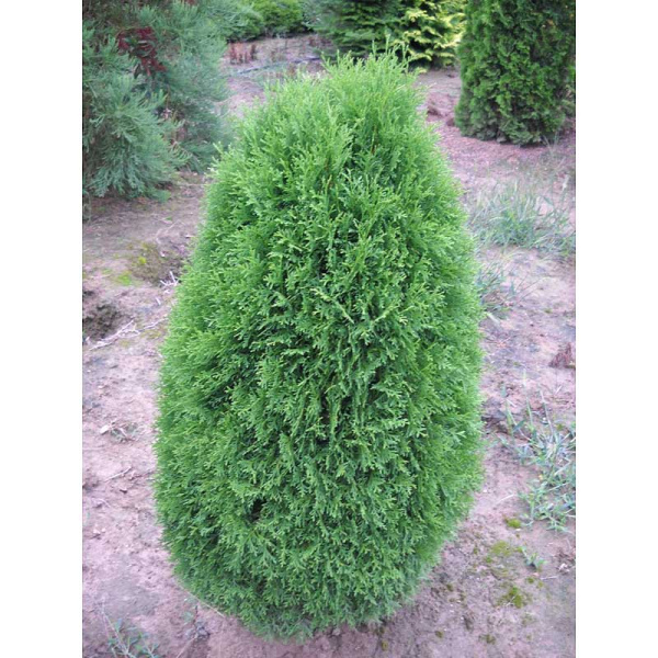 Туя Западная Грин Эгг P9 15-20