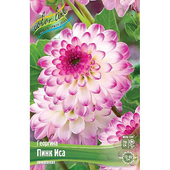 Георгина Пинк Иса I 1 шт