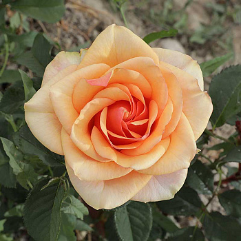 Роза чайно-гибридная Примадонна Садовита