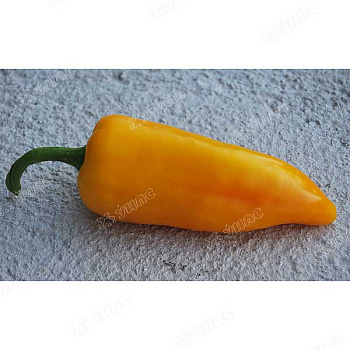 Перец Злата НК Ц