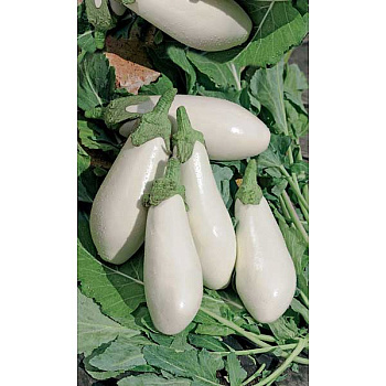 Семена Баклажан Молочная девочка Марс Ц