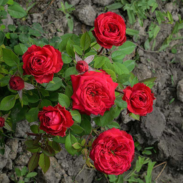 Роза Флорибунда Инзель Майнау Садовита