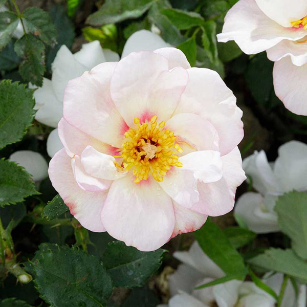 Роза Шраб Буллс Айс Садовита