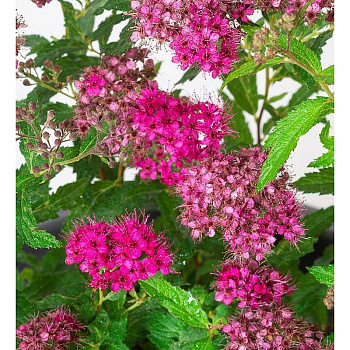 10837 Спирея Японская Дартс Ред C1.5 ,шт