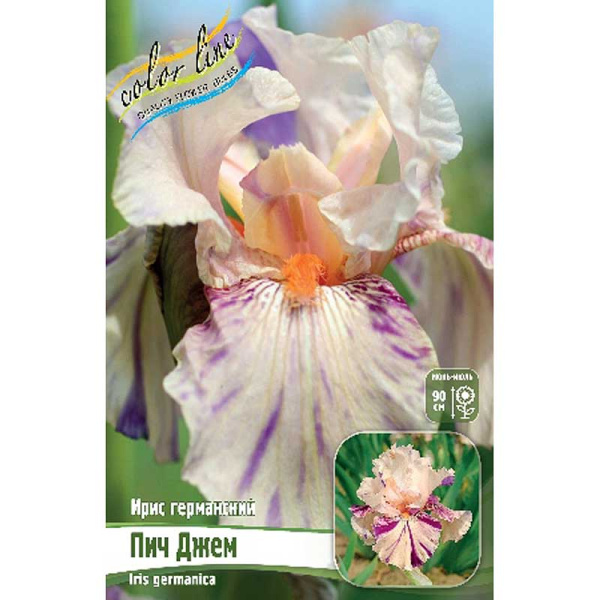 Ирис Германский Пич Джем I 1 шт