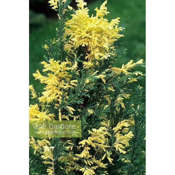 Кипарисовик Лавсона Эллвудс Уайт P9 20-25