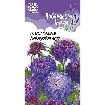 Скабиоза Лавандовая Леди пурпурная Гавриш Ц 