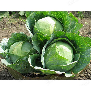 Капуста Атрия (Нидерланды) Каприс