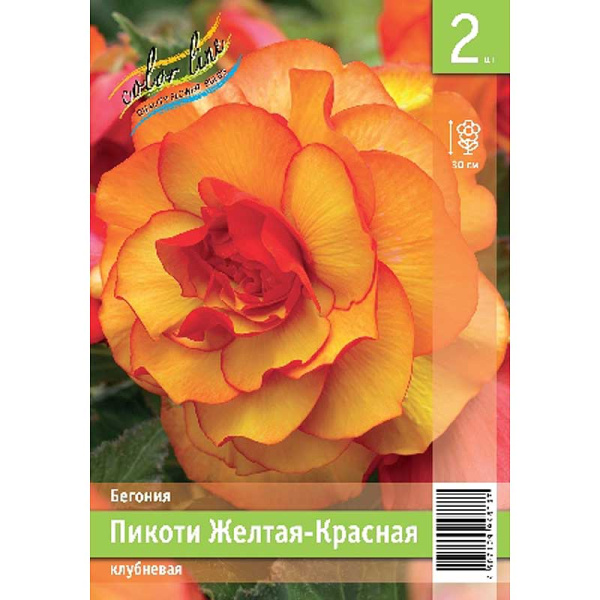 Бегония Пикоти Желтая-Красная 4/5 2 Эконом шт