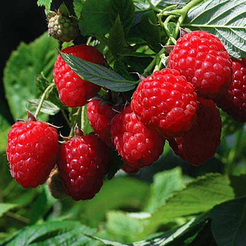 Малина Тула Мэджик Садовита