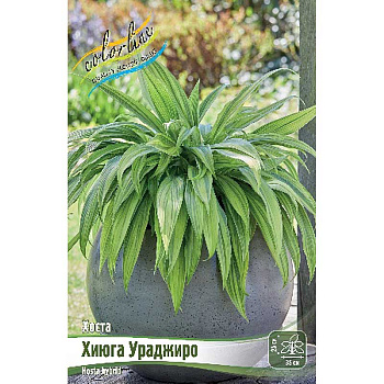 Хоста Хиюга Ураджиро 1 n 1 шт