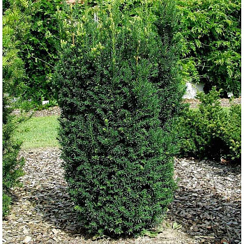 Тисс Средний Хилли P17 (C2) 35-40 шт