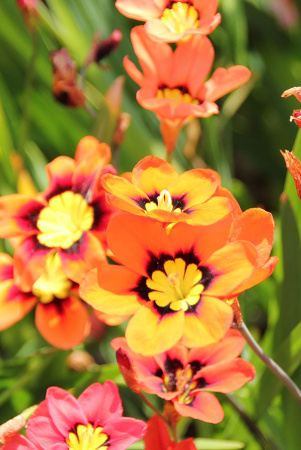 Sum9397 Шоу-Бокс Спараксис Триколор, Смесь 5/+ 200 шт Садовита