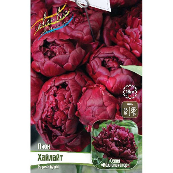 Пион Хайлайт 3/5 n 1 шт