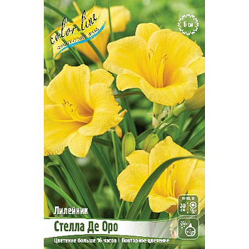 Лилейник Стелла Де Оро I 2 шт