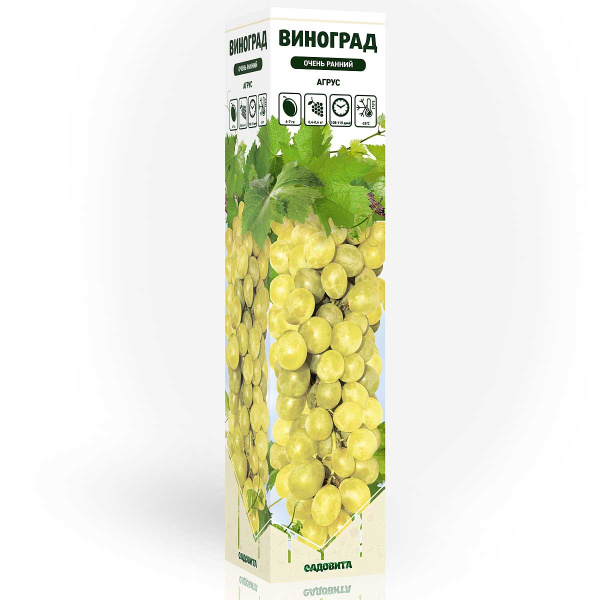 Виноград Агрус очень ранний Садовита