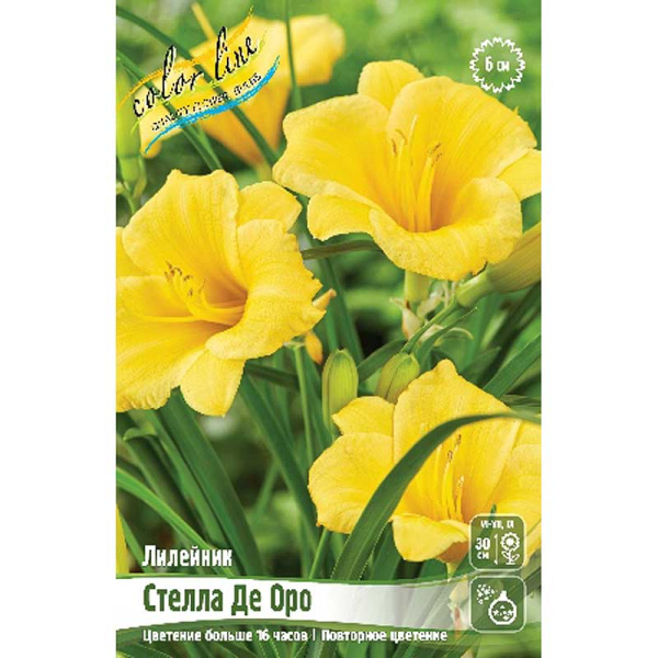 Лилейник Стелла Де Оро I 2 шт