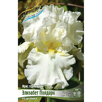 Ирис Германский Элизабет Полдарк I 25 шт Биг-пак 6323