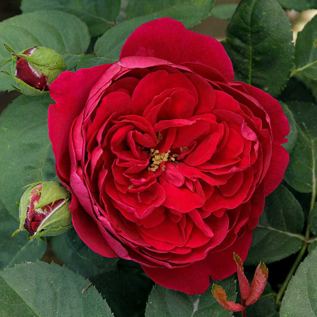 Роза шраб Бенджамин Бриттен (английская) Садовита