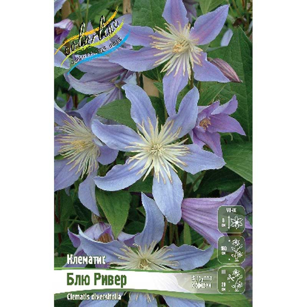 Клематис Блю Ривер I 1 шт