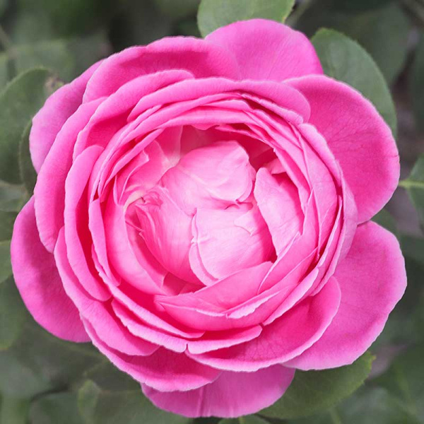 Роза плетистая Луис Одиер Садовита