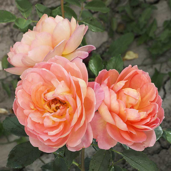 Роза шраб Пэт Остин (английская) Садовита