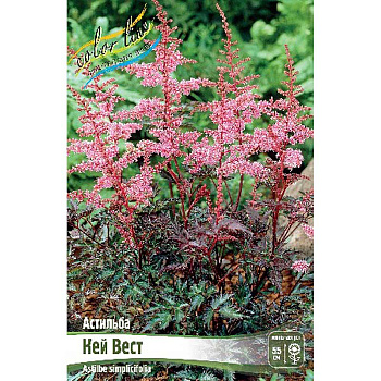 Астильба Кей Вест 2/3 n 25 шт Биг-пак 1861