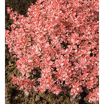 Барбарис Тунберга Инспирейшн P9