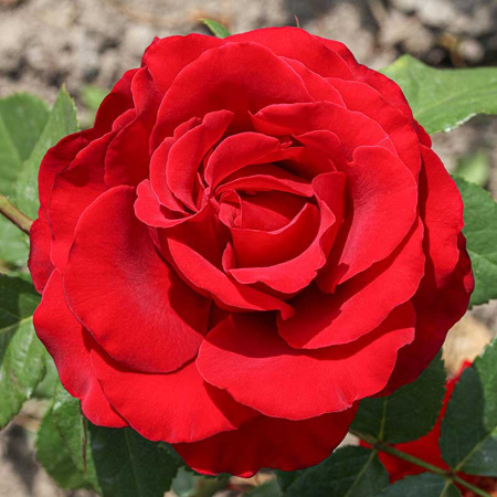 Роза чайно-гибридная Секси Рэд Садовита