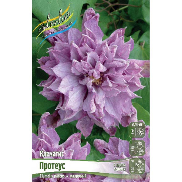 Клематис Протеус I 25 шт Биг-пак 4411