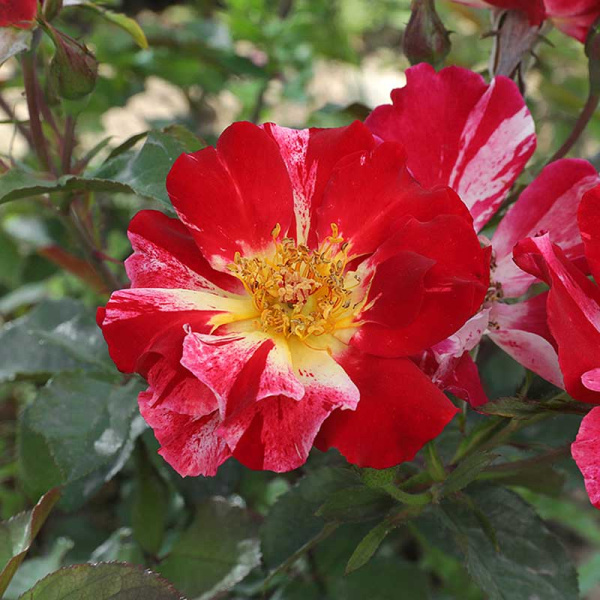 Роза канадская (плетистая) Крейзи фо ю Садовита