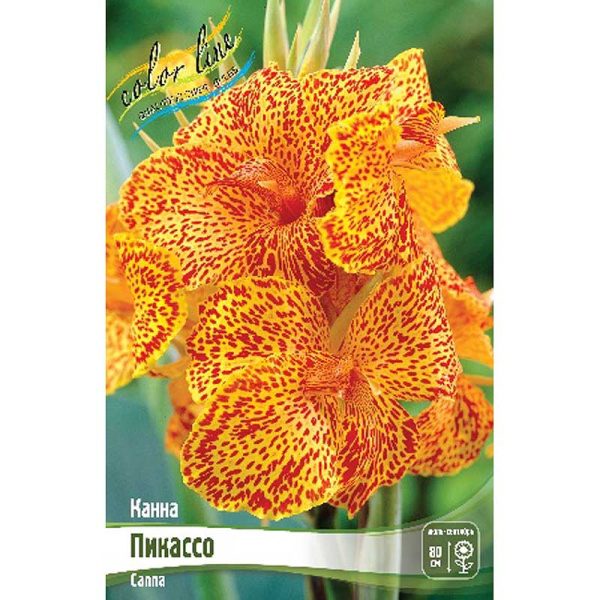 Канна (Зелен) Пикассо I 15 шт Шоу-бокс 8680