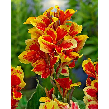 Канна (Зелен) Рейне Шарлотт I 1 шт