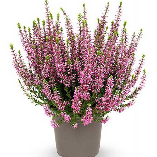 16729 Вереск Обыкновенный Лилли P11 конт. шт