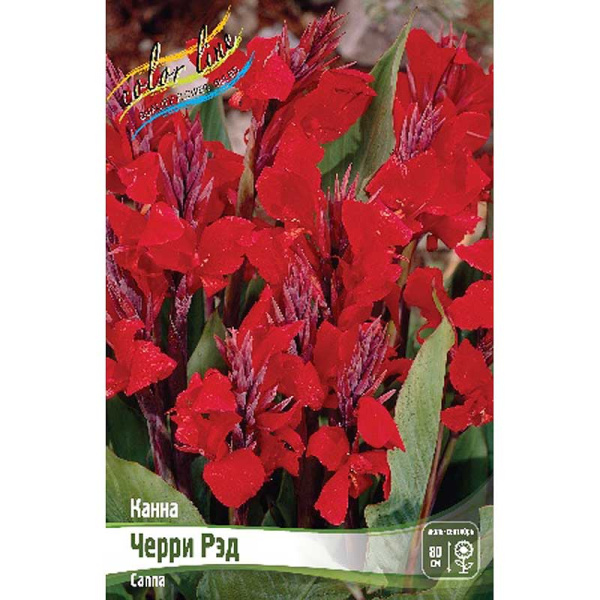 Канна (Зелен) Черри Рэд I 1 шт