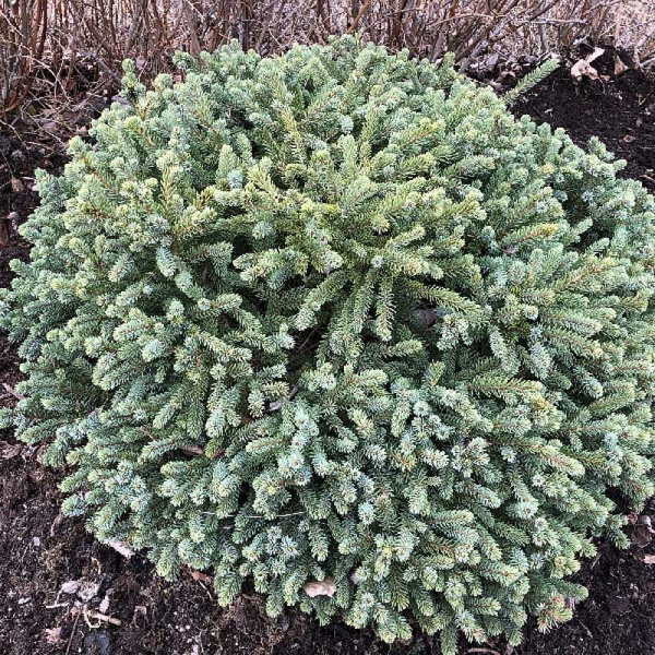 Ель Канадская Эхиниформис С3 20-25cm шт