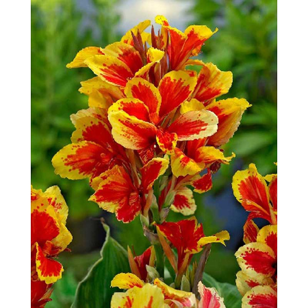 Канна (Зелен) Рейне Шарлотт I 1 шт