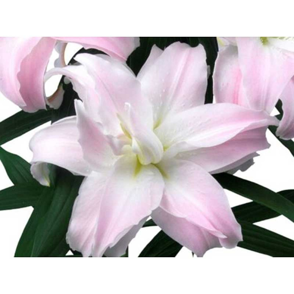 Лилия Roselily Люсия 12/14 5 шт