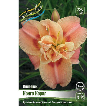 Лилейник Конго Корал I 1 шт