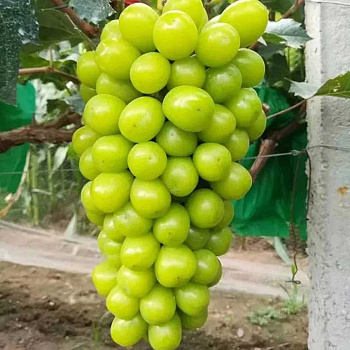 Виноград Шайн мускат Среднеранний Садовита