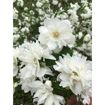 Чубушник Перл Оф Парфюм P9 шт