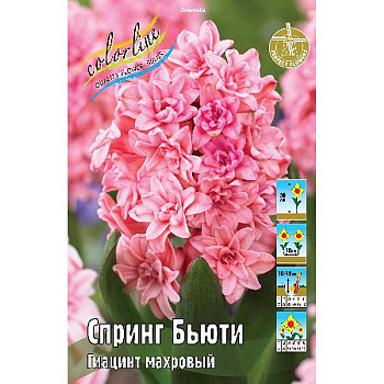 Гиацинт Спринг Бьюти 14/15 3 шт