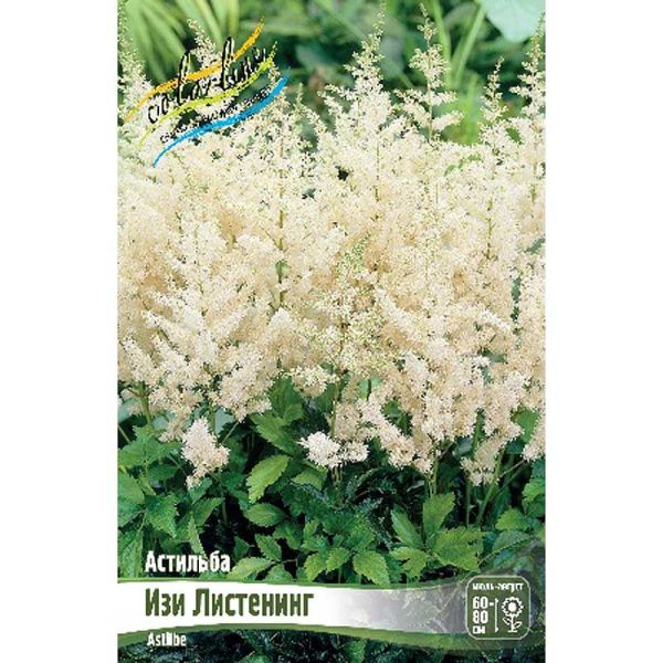 Астильба Изи Листенинг (Дюнес Деликейт) 2/3 n 1 шт