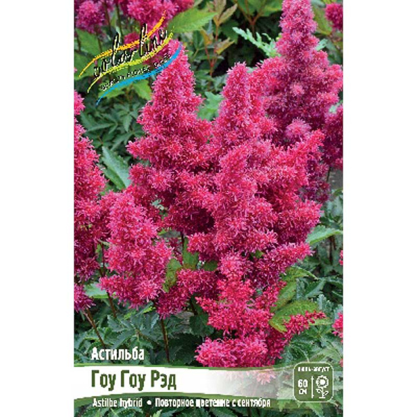 Астильба Гоу Гоу Рэд 2/3 n 1 шт