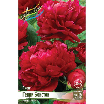 Пион Генри Боксток 3/5 n 10 шт Биг-пак 6149