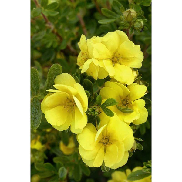 Лапчатка Кустарниковая Дабл Панч Голд P9 шт