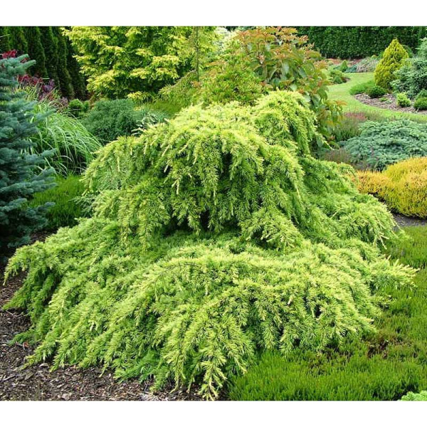 15838 Кедр Гималайский Голден Горизонт C3 25-30cm ,шт